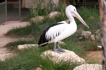 Australian pelicans are one of the largest flying birds. They have a white body and head and black wings. They have a large pink bill.