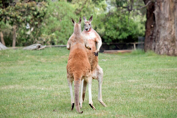 the red kangaroos are using their tail to balance while kicking each other
