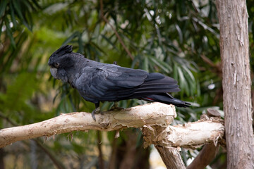 Male Red-tailed Black Cockatoos are black with two vibrant red stripes in the tail. They also have a very full crest and a black bill.