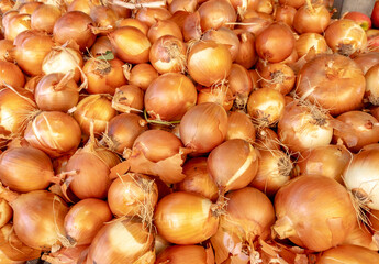 The new harvest onions at local farm market