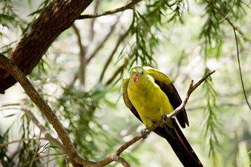 the female regent parrot is light green
