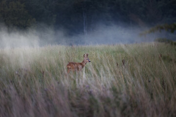 Deer, buck, on a green field with fog in Germany, Europe	