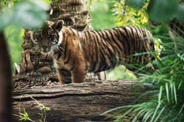 At four months of age tiger cubs are about the size of a medium-sized dog and spend their day playing, pouncing and wrestling with siblings