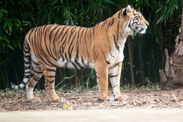 the tiger is watching over her cubs