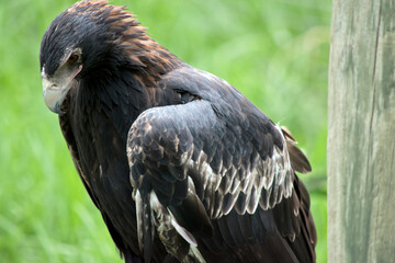 this is a side view of a wedge tailed eagle
