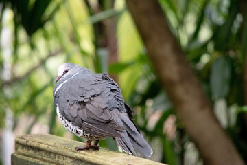 the wonga pigeon is grey and white