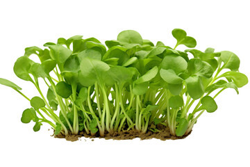 Close-up Cress vegetable isolated on transparent or white background PNG