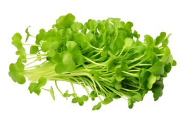 Close-up Cress vegetable isolated on transparent or white background PNG