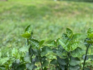 green leaves in the garden