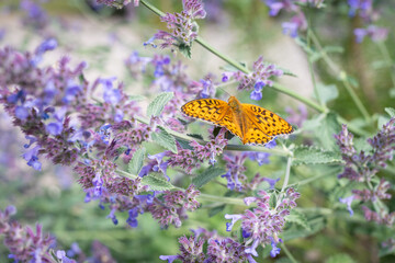 Niobe fritillary, take a rest on a flower of catmint.