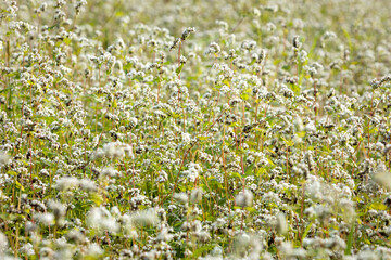 Blooming buckwheat on a sunny summer day