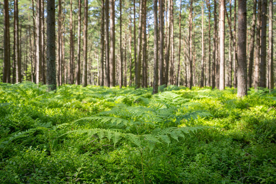 Pteridium aquilinum (bracken, brake or common bracken), also known as eagle fern in a Pine Forest. Background. Wallpaper.
