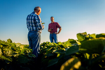 Two farmers talking in a field examining soy crop.