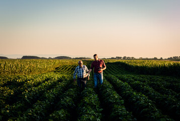 Two farmers walking in a field examining soy crop.