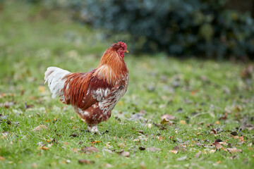 Red rooster in the grass