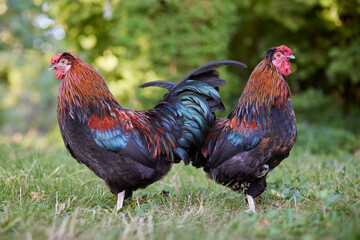 Two roosters in the farm free on grass
