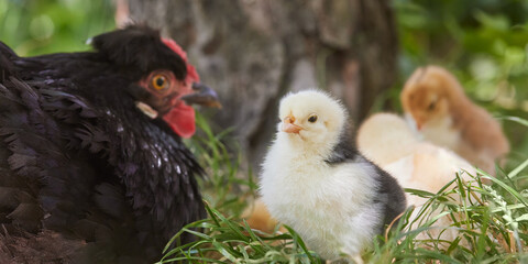 Black chicken with little new born chicks