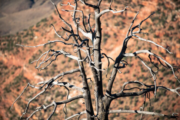 Dry tree on death valley. Desert Valley. Canyon National Park. View of a desert mountain. Famous...