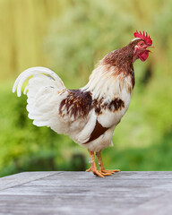 White brown rooster crows standing on garden table © erwin
