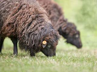 Brown ouessant sheep ewes graze on meadow