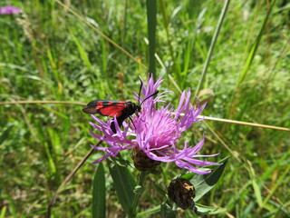 Sechsfleck Widderchen