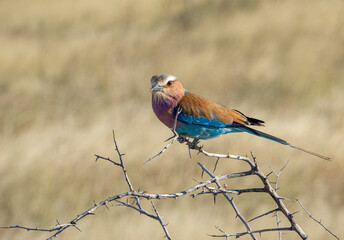 The lilac-breasted roller sitting on a thorny branch.