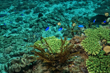coral underwater flowers seascape abstract texture