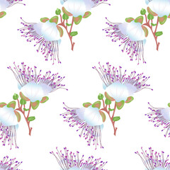 Caper, Capparis spinosa, Flinders rose - vector seamless pattern. Can be used for card, wedding templates.