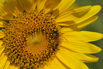 ひまわりとミツバチ