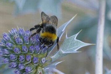 Closeup on a furry White tailed bumblebee, Bombus lucorum sitting on a blue coastal eryngo flower