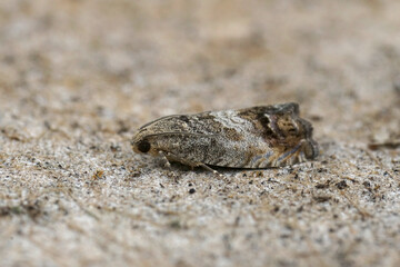 Closeup on the brown, chestnut tortrix, marbled piercer micro moth, Cydia splendana sitting on wood