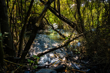 Fototapeta na wymiar water between trees in the forest