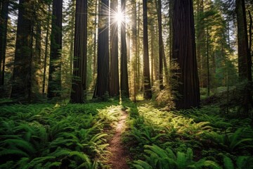 Obraz premium Redwood Forest