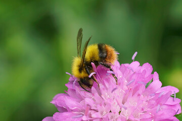 Closeup on a colorful yellow and orange fluffy Early Bumble-Bee, Bombus pratorum sitting in a pink...