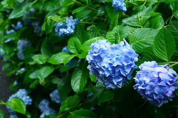 blue hydrangea flowers (two blue hearts together)