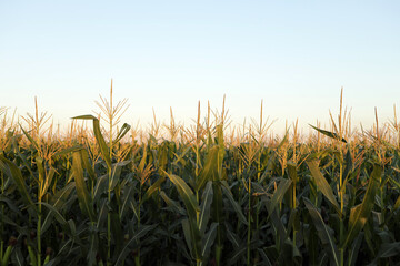 corn field against blue sky