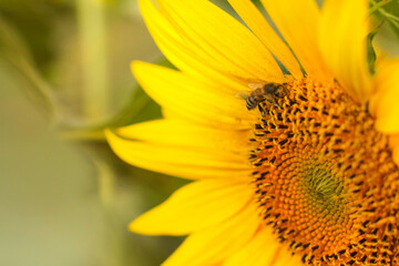 bee pollinates a sunflower flower close-up in a field