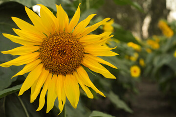 sunflower close-up on the background of the field
