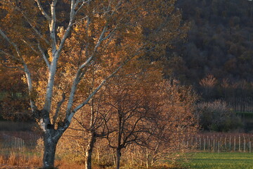 alberi al tramonto in autunno