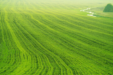 Fototapeta premium summer landscape, field with green grass and horizon, textured sunset sky, sun