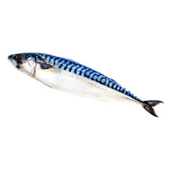 Atlantic mackerel on a white background