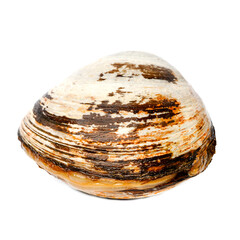 Spizula live in front of a white background