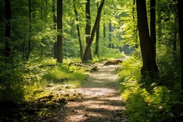 Fototapeta na wymiar Forest Path