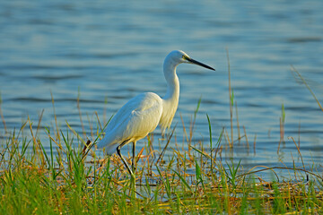 Little egret waiting for a fish at a marshy land closer to a lake - bird photography.