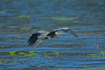 Grey Heron In flight over a lake in Anuradhapura Sri Lanka.