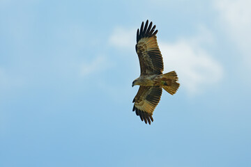 Brahminy kite -juvenile in flight- bird photography.