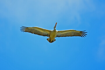 Pelican in flight against blue sky- bird photography.