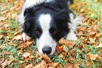 Funny puppy dog border collie lying down on dry fall leaf in park outdoor. Dog sniffing autumn leaves on walk. Hello Autumn cold weather concept