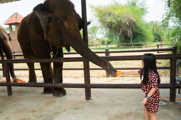 Pretty girl is tourist to hand over food to feed the elephant at the safari zoo ,Thailand