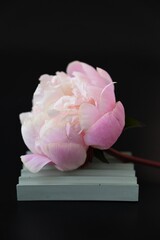 a bright pink peony with a plaster figure.